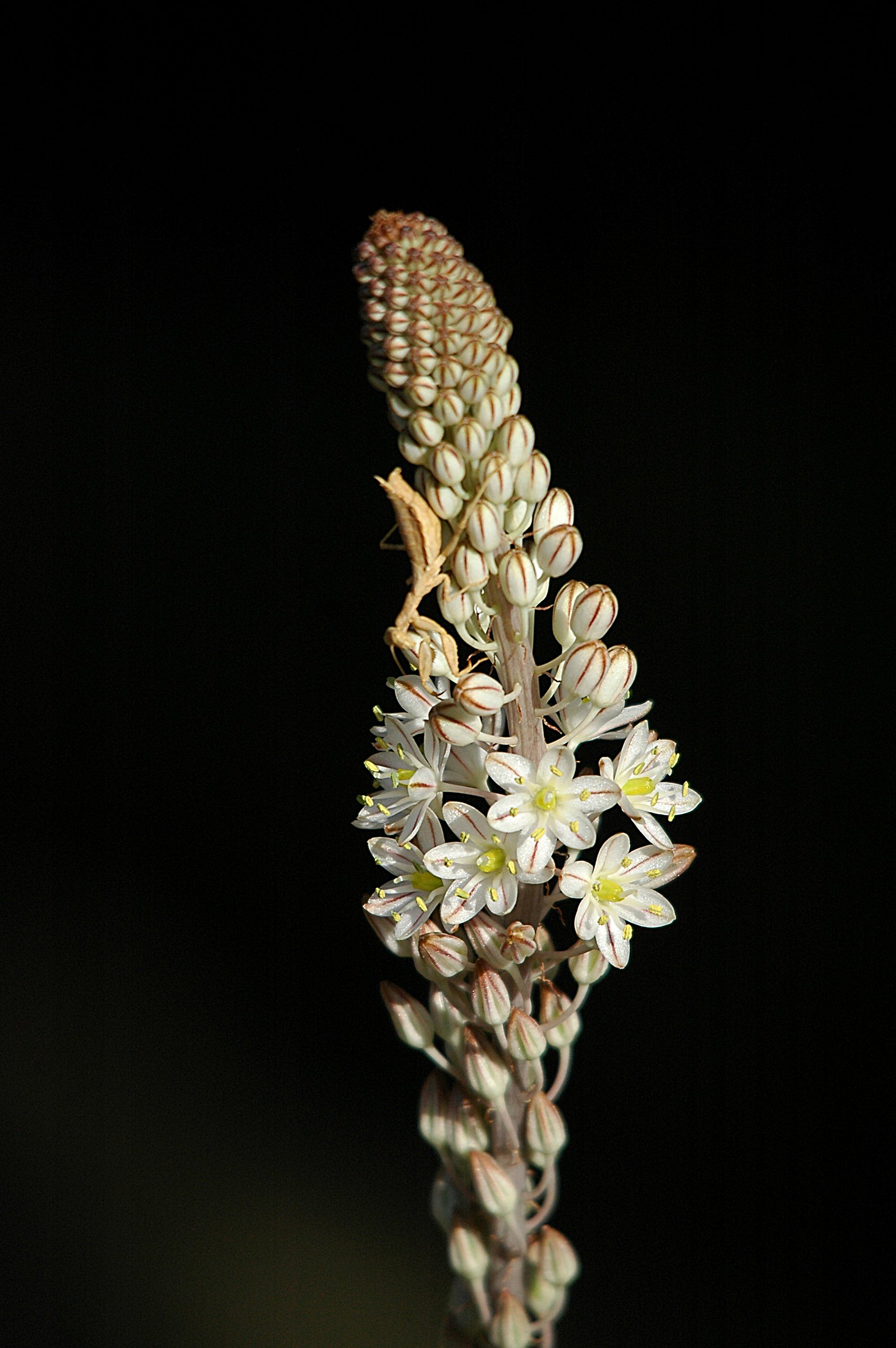 photos/wildlife/Invertebrate_Species/European Mantis/dsc_0776.jpg